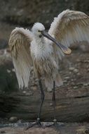 oriental bird with long beak