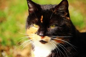 Beautiful and colorful cat at background with colorful plants