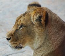 Portrait of the lion in zoo