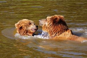 bears playing in the water