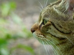 side view of cat head