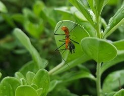 Assassin bug nymph on the green plant