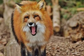 wild red fox at the zoo