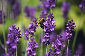 bumblebee on purple flowers in nature