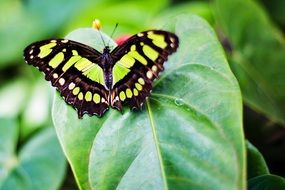 butterfly on a green leaf in the garden