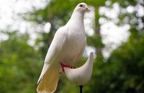 white dove a symbol of hope and freedom