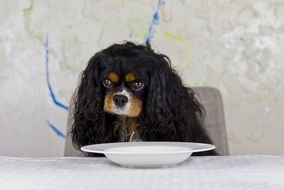 Cavalier King in front of the plate