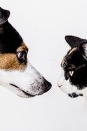 dog and cat head on a white background