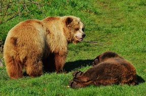 dangerous brown bears in wildpark poing