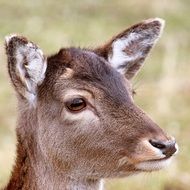 Roe Deer Forest