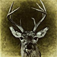 deer with big horns