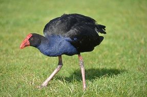 Pukeko bird