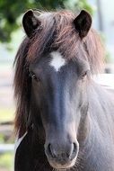 horse head with white spot close up