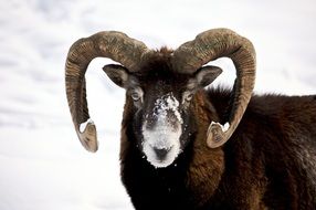 ram with long horns in the snow
