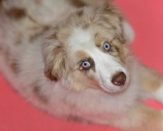 cute dog with blue eyes