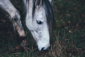 photo of a white horse head