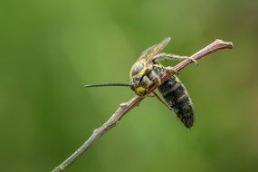 wasp on the branch