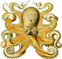 drawing of an octopus