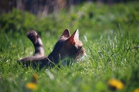 domestic cat lying on the green grass