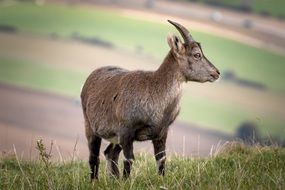 Alpine Goat on meadow
