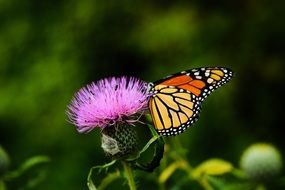 butterfly with colored wings on a flower