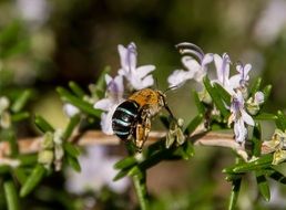 macro picture of the Blue-Banded Bee