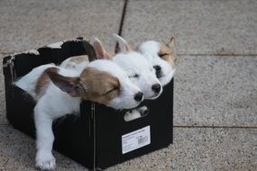 three Puppy Dogs sleeping in box