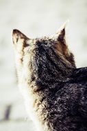 domestic cat with head turned