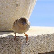 female Sparrow perched stone