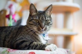 Sitting kitty