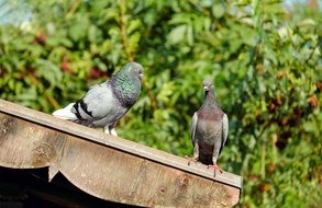 Pigeons Bird