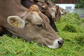 perfect beautiful Cows Animals