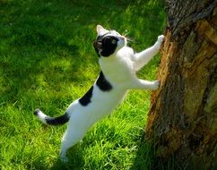photo of young Cat climbing tree trunk in Garden