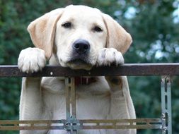 White labrador dog