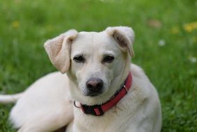 white dog lying on green grass