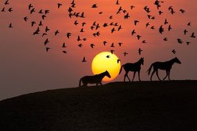silhouettes of horses and birds at sunset