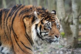 huge aggressive tiger