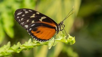 butterfly in Mariposario de BenalmÃ¡dena-Butterfly park