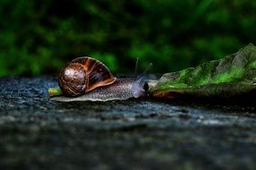 brown snail on stone in Turkey