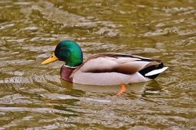 duck with beautiful feathers is on the water