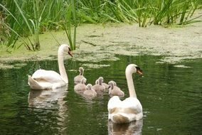 Swan Bird Chicks