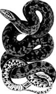Black and white drawing of the snake clipart