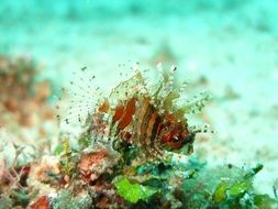 close-up of a lionfish in the underwater world