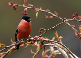 red bullfinch on branch