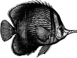 Australian Fish as a drawing