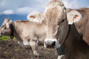 Cows on a meadow