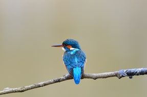 colorful blue bird sitting on a branch in Poland