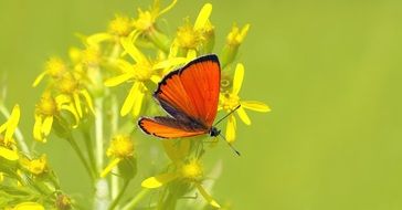 scarce copper butterfly on the yellow flower