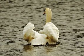 elegant white swan on the lake