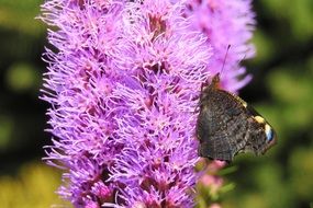 Liatris Blossoms